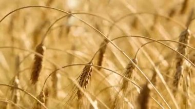 Olgun kulakları buğday. Altın alan. Vintage.