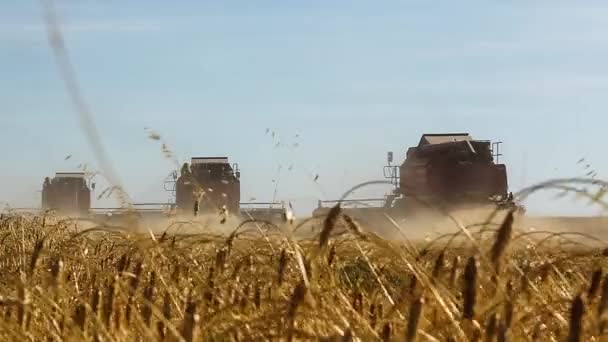 Muitas colheitadeiras. Colheita de trigo . — Vídeo de Stock