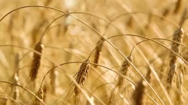 Orelhas maduras de trigo. Campo Dourado. Vindima . — Vídeo de Stock