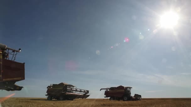 The three combine in a wheat field. — Stock Video