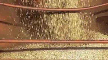 Buğday Tahıl hasat hopper doldurur. Buğday besleme.