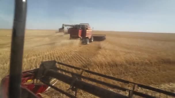 Cosechadora combinada. Cosecha de trigo. Vista desde la cabina . — Vídeo de stock