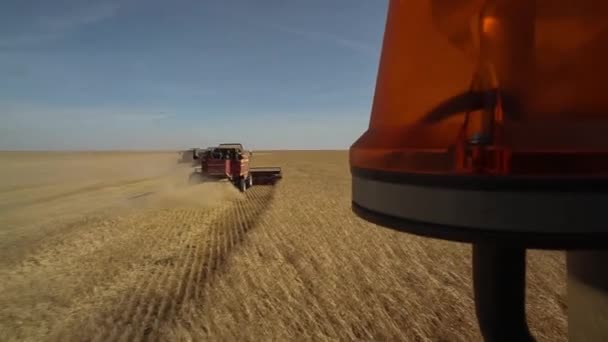 コンバインのフラッシャー ランプ。小麦の収穫。散るわらを組み合わせる. — ストック動画