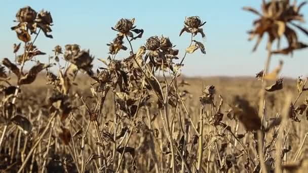 Stupro maturo. Campo di colza. Raccolta dello stupro . — Video Stock