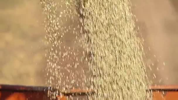 De korrel van tarwe vult de maaimachine hopper. Feed van tarwe. — Stockvideo