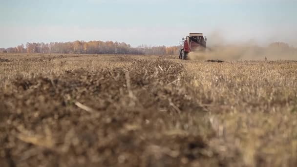 Combiner la moissonneuse. Champ de colza. Récolte des viols . — Video