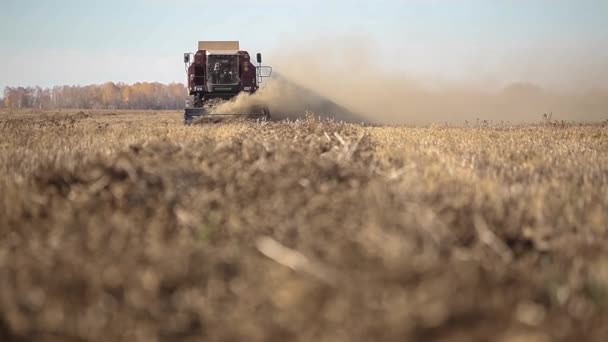 Combine harvester. Rapeseed field. Rape harvesting. — Stock Video