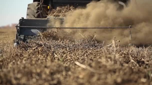 Combine colheitadeira. Campo de colza. Colheita de violação . — Vídeo de Stock