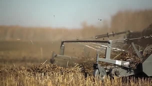 Combineer maaimachine. Koolzaad veld. Verkrachting oogsten. — Stockvideo