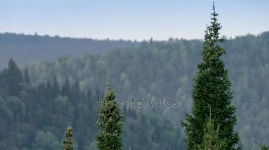 Firs üst kısımları sallanan. Dağ çam ormanı. Gri gökyüzü. Küçük sis. Haze. Sonbaharda Ural Dağları.