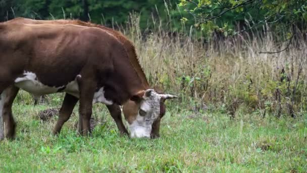 Deux taureaux paissent dans une prairie. Herbe verte. Forêt d'automne . — Video