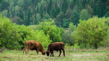 İki bullocks bir çayırda otlatmak. Yeşil çim. Sonbahar orman.