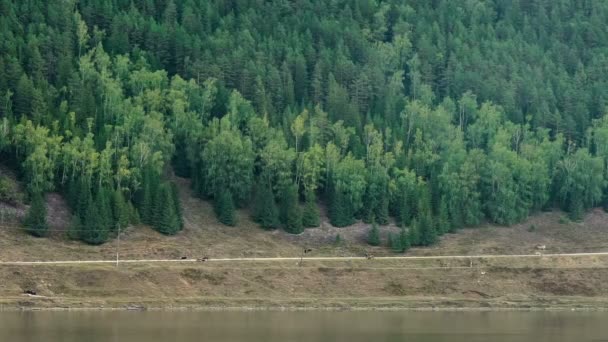 슬로프는 산의 침 엽 수림 숲으로 덮여. 강입니다. 산악도 로입니다. 여행자입니다. 소 방목. — 비디오