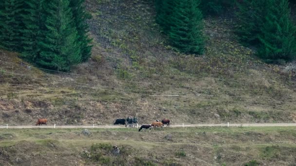 Drie reizigers. Helling van de berg bedekt met naaldhout bos. Rivier. Bergweg. Koeien grazen. — Stockvideo