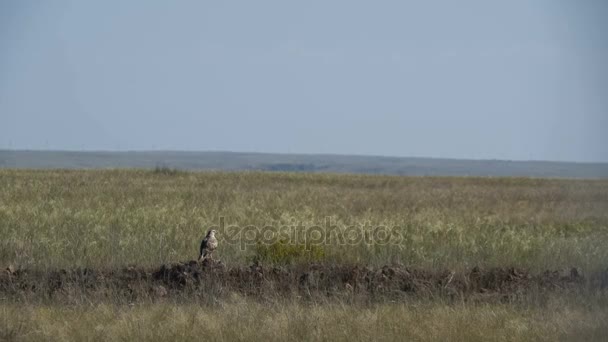 Steppe eagle flies away. Feather grass. Clear sky. Heat haze. — Stock Video