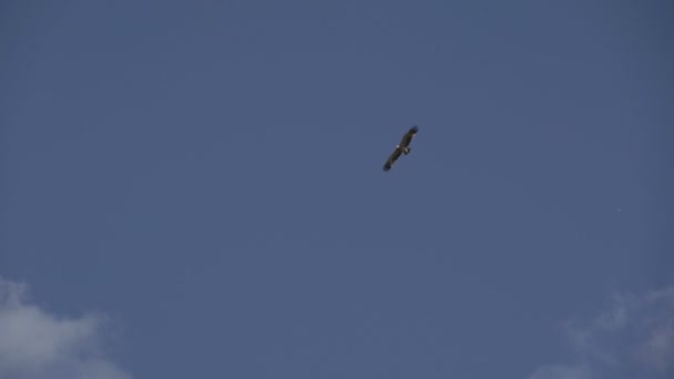 The eagle soars in the clear sky. Freedom. Freedom. Independence. — Stock Video