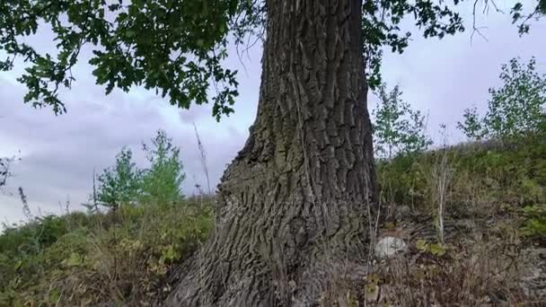 Oak trunk. Oldest tree. Green leaves. Panorama. — Stock Video