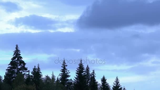 전나무의 흔들리는 산 소나무 숲입니다. 푸른 하늘입니다. 구름을 이동합니다. 산에가. Timelapse. — 비디오