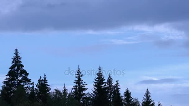 Swaying tops of firs. Mountain pine forest. Blue sky. Moving clouds. Autumn in the Mountains. Timelapse. — Stock Video