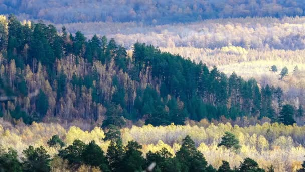 Wald. Berge. Herbst. fliegender Vogel. Gelbe Blätter fallen von den Bäumen. grauer Himmel. Bewegende Wolken. — Stockvideo