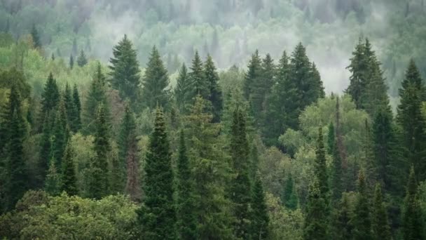 Swaying tops of firs. Mountain pine forest. Gray sky. Small fog. Haze. Autumn in the Ural Mountains. — Stock Video
