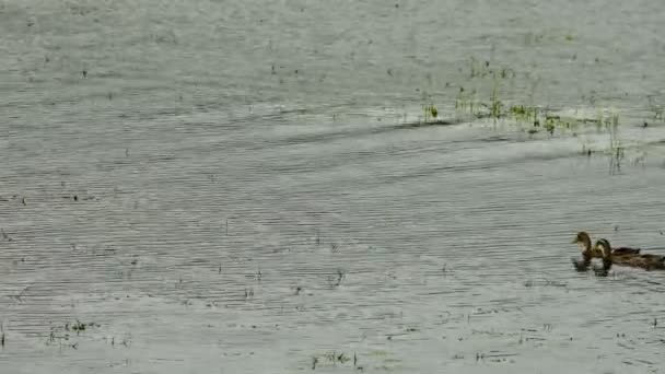 Een witte en vijf bruin eenden zwemmen in het water. Vogels en dieren in het wild levende dieren. Kleurrijke groene water van de rivier. — Stockvideo