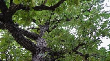 Treetop meşe. Panorama. Yeşil yaprakları. Güçlü. Güvenilir koruma.