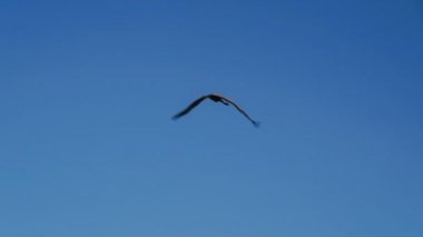 Telli turna Anthropoides virgo. Açık gökyüzü uçuşta.