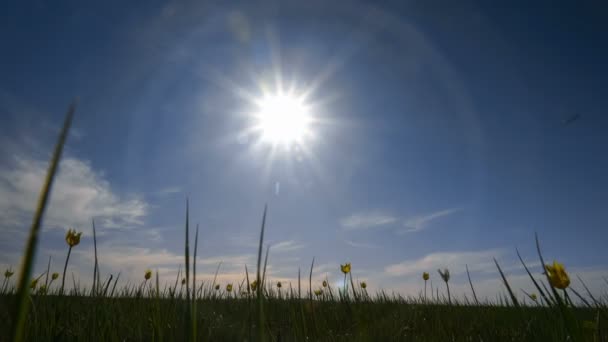 Kazakhstan du Nord, steppe Torgay. Des tulipes sauvages dans une prairie ensoleillée sur fond de ciel. Le soleil. La steppe prend vie au printemps . — Video