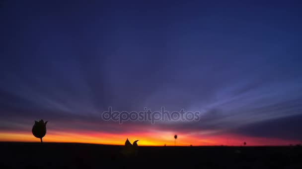 Wild tulip on background sky. Sunrise. The steppe comes to life in the spring. — Stock Video