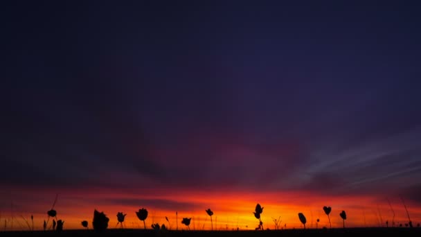 Tulipán salvaje en el cielo de fondo. Amanecer. La estepa cobra vida en primavera . — Vídeo de stock