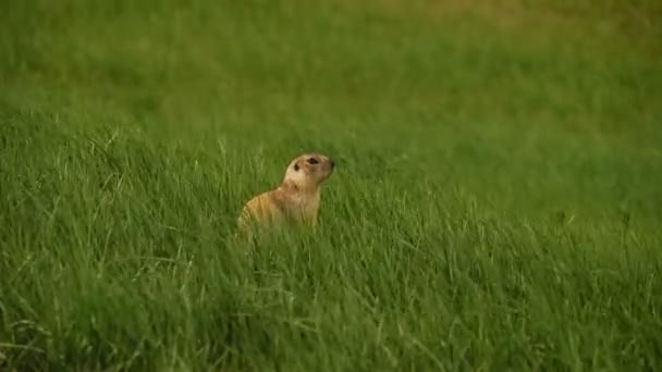 Groundhog em um fundo de grama verde. Rapidamente se esconde na grama . — Vídeo de Stock