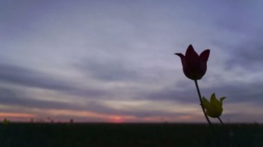 İki yabani Lale rüzgarda titremeye. Arka plan gökyüzü üzerinde bir çayırda Lale. Güneş doğuyor. Bozkır baharda hayat buluyor.