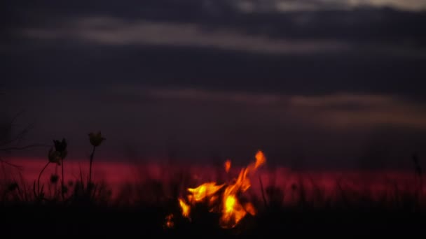 背景の空の牧草地の野生のチューリップ。日の出。たき火。草原で静かな春の朝. — ストック動画