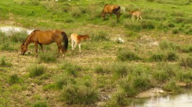 Tay ve güneşli bir çayırda, anne. Atlar ve yavru bir çayırda otlatmak.