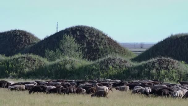 De eenzame herder op een wit paard jaagt een kudde schapen op de achtergrond van de groene heuvels. — Stockvideo