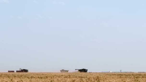 Colheitadeira máquina para colher o trabalho do campo de trigo. Combine colheitadeira agricultura máquina de colheita campo de trigo maduro dourado. Agricultura — Vídeo de Stock