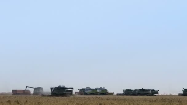 Harvester machine voor het oogsten van tarwe veld werken. Combineer harvester landbouw machine gouden rijp tarweveld oogsten. Bewolkte hemel. — Stockvideo