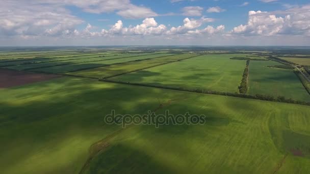 Luchtfoto van groene tarwe velden met bewolkte hemel en schaduwen van de wolken. Biedt prachtige landschap van de groene velden. — Stockvideo