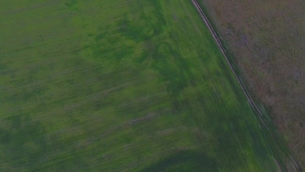 Colpo aereo di campi di grano verde e campo di pulci. Offerte Bellissimo Paesaggio di Campi Verdi . — Video Stock