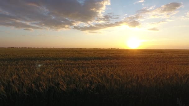 Seguimiento de plano aéreo de campo de trigo en la puesta del sol impresionante con enormes nubes blancas en el horizonte . — Vídeo de stock