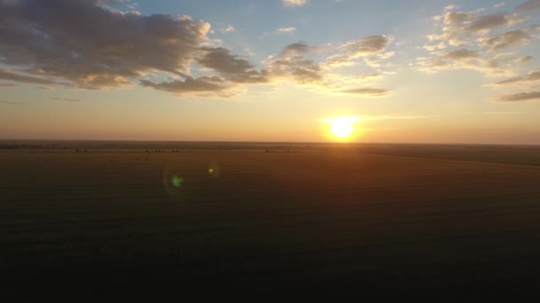 Rastreamento aéreo tiro de campo de trigo no pôr do sol deslumbrante com enormes nuvens brancas no horizonte . — Vídeo de Stock