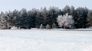 Geniş ağaçlarda muhteşem hoarfrost atış. Zor bir Don yükselen bir kış orman.