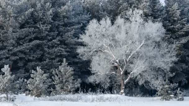 Close-up shot van prachtige rijm op bomen. Een winter forest op stijgende in een strenge vorst. — Stockvideo