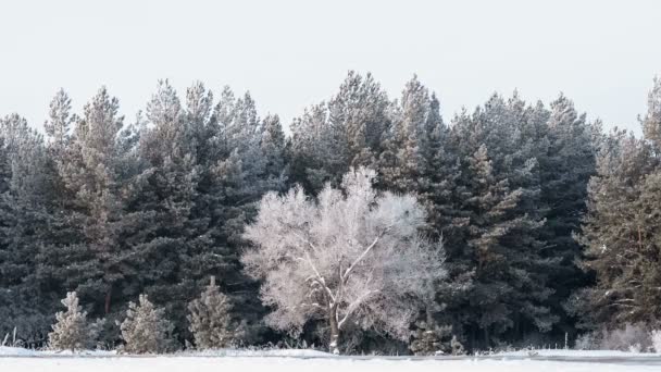 Tiro médio de geada magnífica em árvores. Uma floresta de inverno em aumentar em uma geada dura . — Vídeo de Stock
