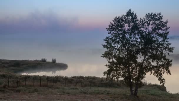 Hög förgrenade träd mot tidsfördröjning för av tjock morgon dimma över floden och en fantastisk dawn med en massiv ljusa solen stiger bakom horisonten — Stockvideo