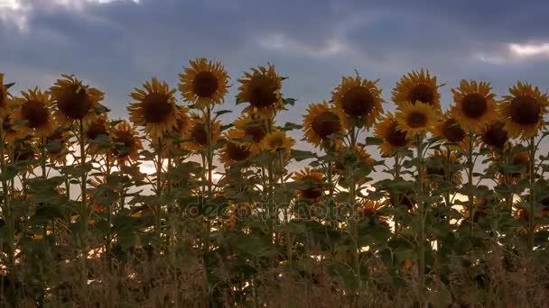 Temps écoulé depuis le crépuscule avec le soleil et les nuages se déplaçant au-dessus d'un champ de tournesol, pris d'un angle bas .