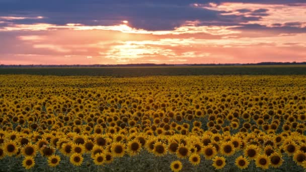 Time-lapse van schemering met zon en wolken verplaatsen over een zonnebloem veld, brede schot. — Stockvideo