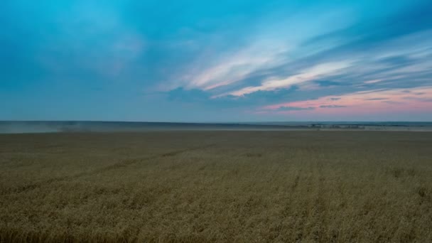 Inclinación hacia abajo lapso de tiempo de procesamiento del campo de trigo por cosechadoras al atardecer con nubes que fluyen . — Vídeos de Stock
