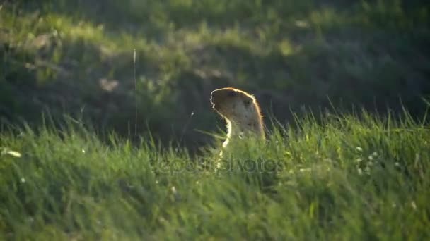 Groundhog em um fundo de grama verde. Rapidamente se esconde na grama . — Vídeo de Stock